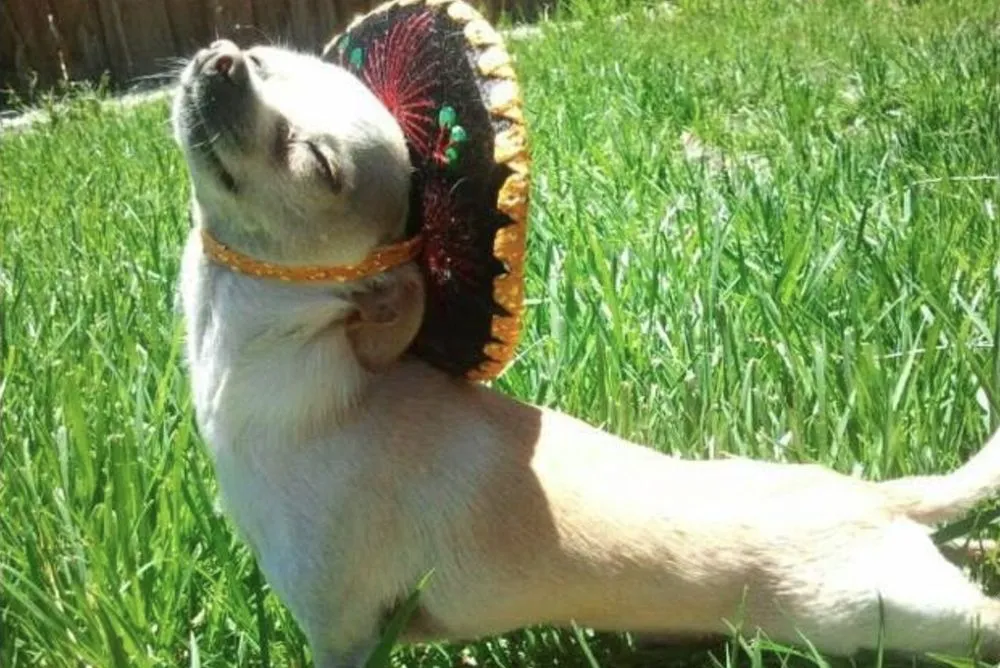 Trusted residential landscaping for residential properties across East Dundee, IL - NaturaLawn of America