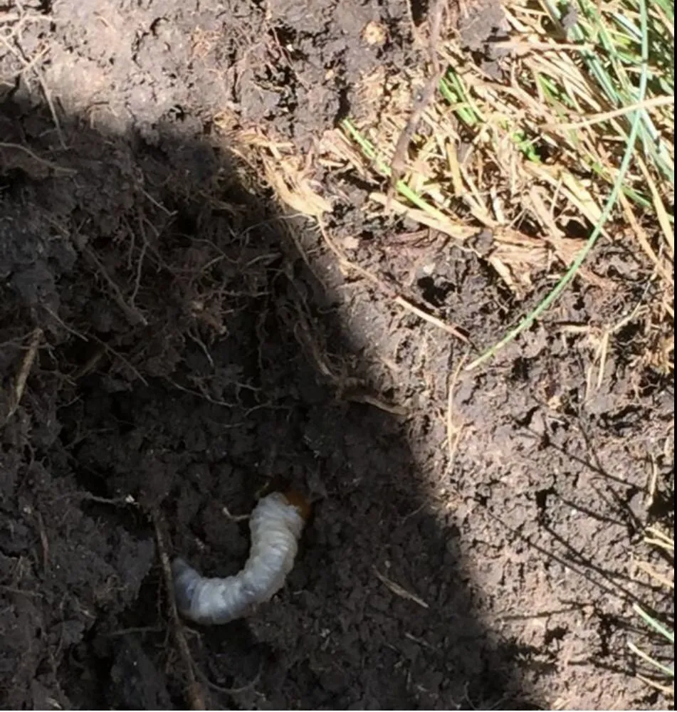 Custom outdoor landscaping near you in East Dundee, IL by NaturaLawn of America