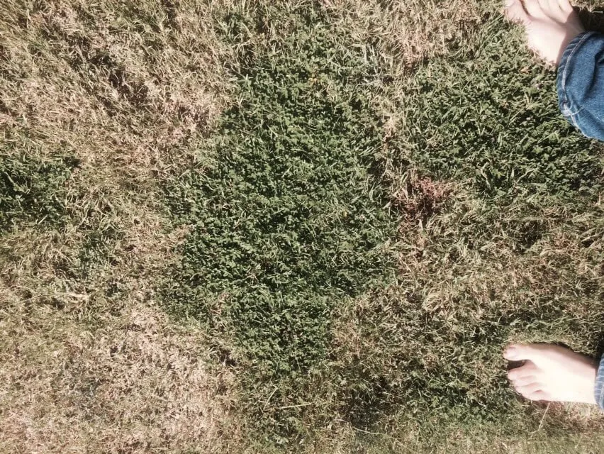 Expert landscape design for beautiful yards across Greenville, SC - NaturaLawn of America