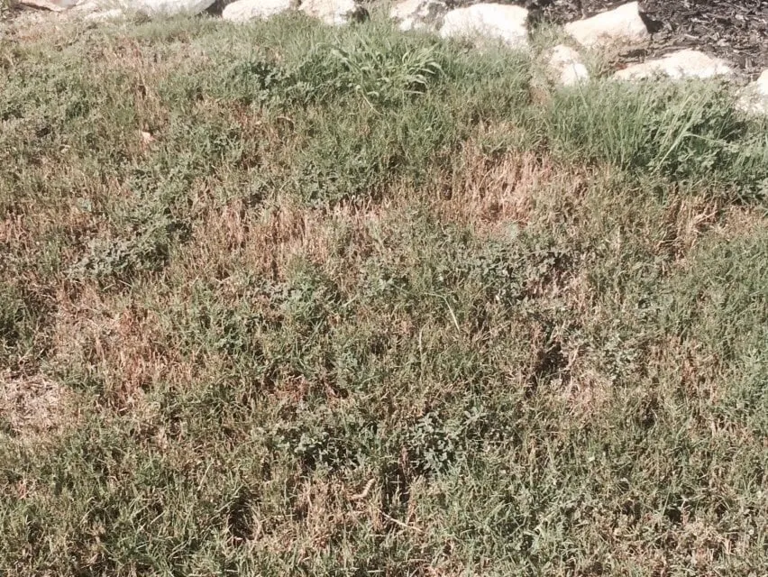 Affordable landscape design experts serving Greenville, SC - NaturaLawn of America