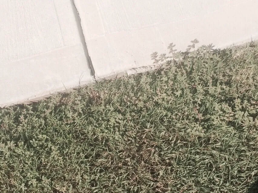 Affordable lawn care service for year-round maintenance across Greenville, SC - NaturaLawn of America