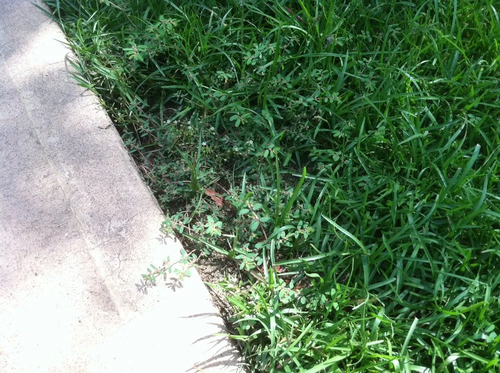 Professional outdoor landscaping in Greenville, SC - NaturaLawn of America