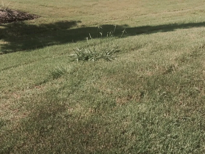 Affordable lawn mowing service experts serving Greenville, SC - NaturaLawn of America