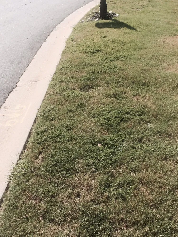 Local outdoor landscaping in Greenville, SC by NaturaLawn of America