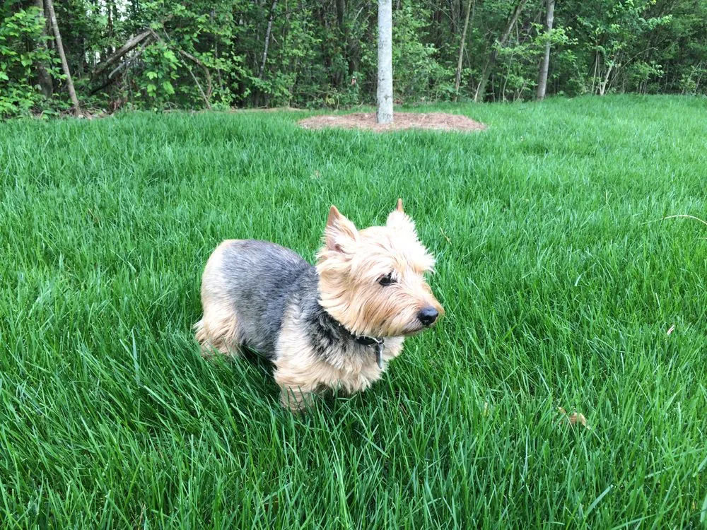 Local garden landscaping in Greenville, SC - NaturaLawn of America