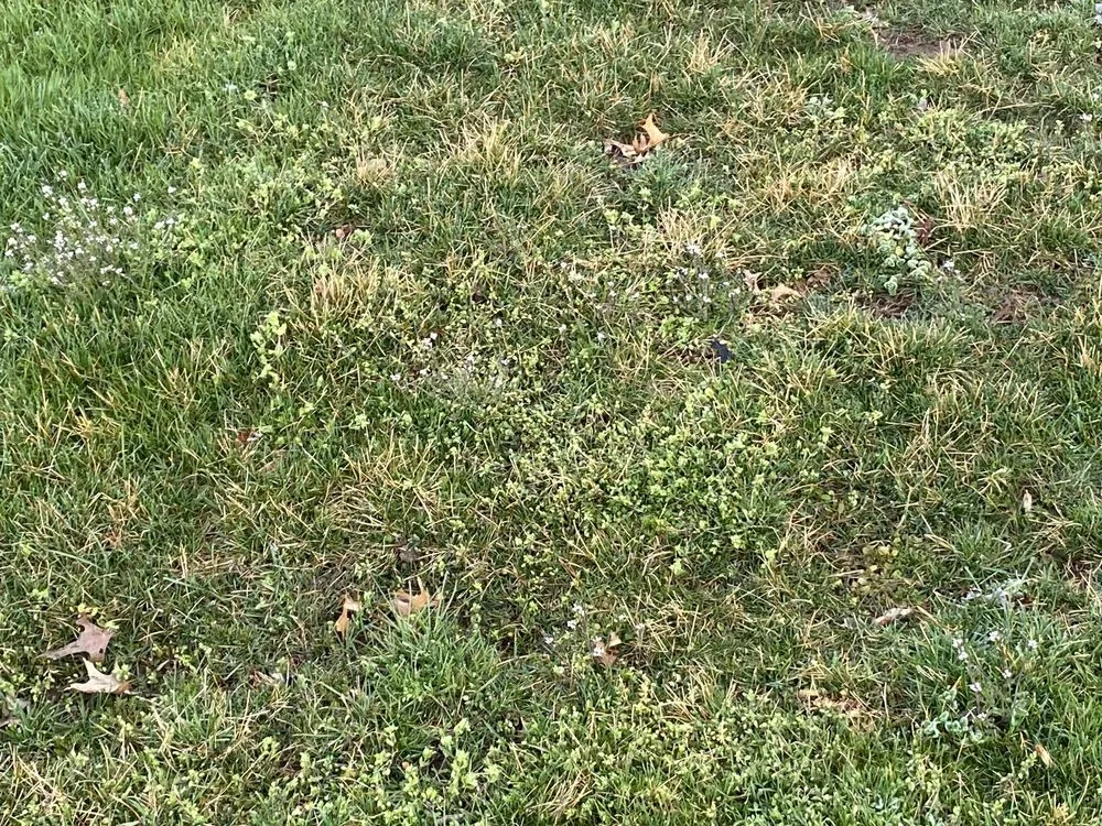 Local outdoor landscaping in Kutztown, PA by NaturaLawn of America