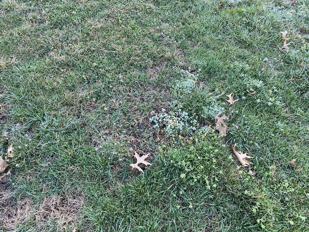 Top-rated yard maintenance for homes in Kutztown, PA by NaturaLawn of America