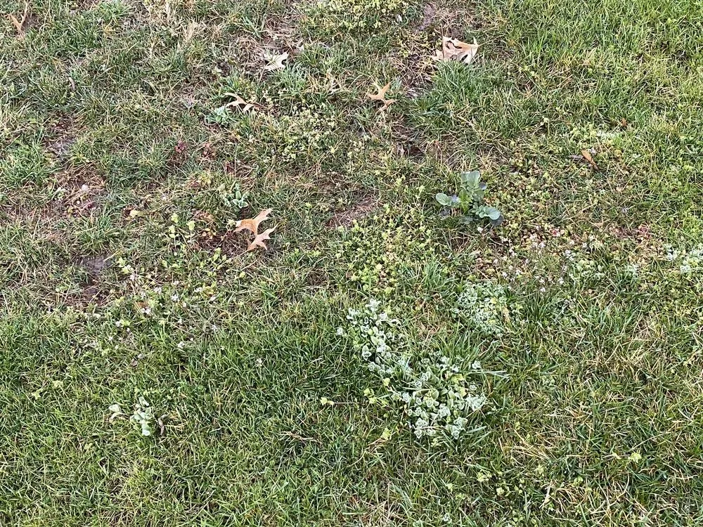 Professional outdoor landscaping near you in Kutztown, PA by NaturaLawn of America