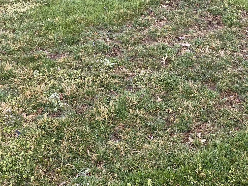 Professional yard cleanup service for year-round maintenance across Kutztown, PA - NaturaLawn of America