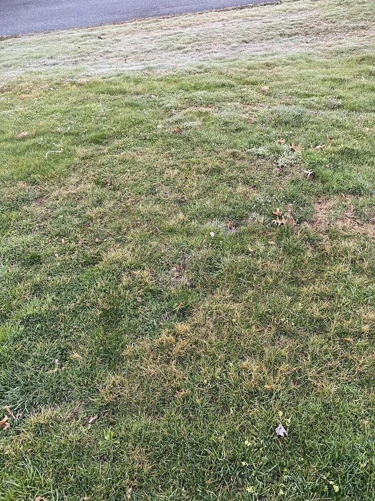 Local yard maintenance experts serving Kutztown, PA - NaturaLawn of America