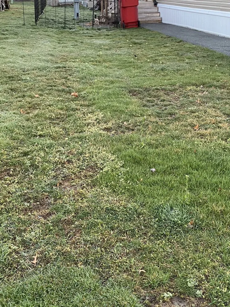 Top-rated yard maintenance for beautiful yards across Kutztown, PA - NaturaLawn of America