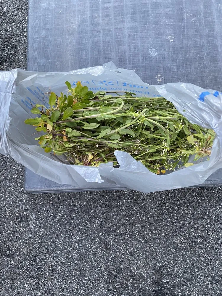 Affordable lawn mowing service for homes across Kutztown, PA - NaturaLawn of America