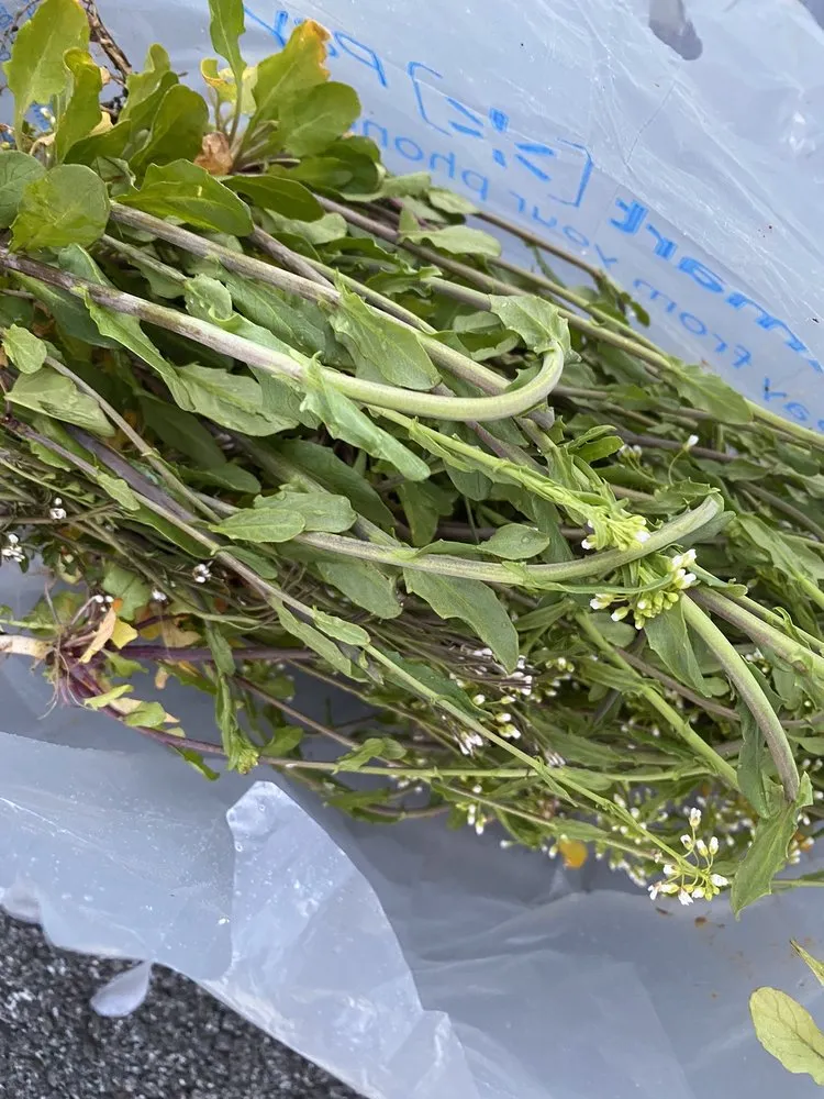 Expert landscape installation in Kutztown, PA - NaturaLawn of America