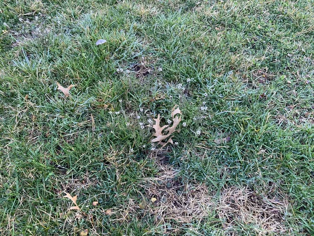 Local lawn care service for beautiful yards in Kutztown, PA by NaturaLawn of America