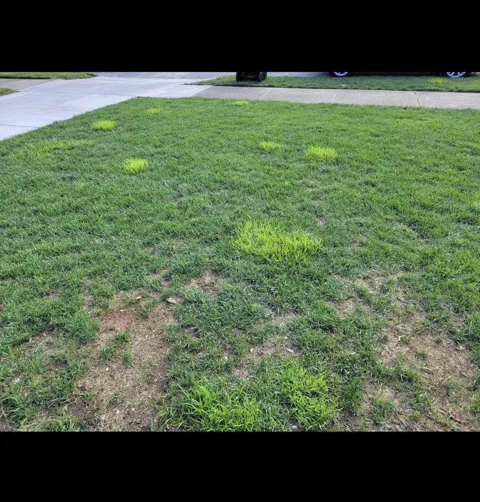 Expert landscape installation in Louisville, KY - NaturaLawn of America