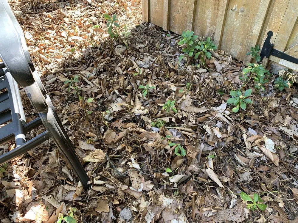 Custom yard maintenance experts serving Montgomeryville, PA - NaturaLawn of America