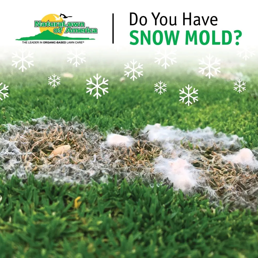 Top-rated outdoor landscaping experts serving Montgomeryville, PA - NaturaLawn of America