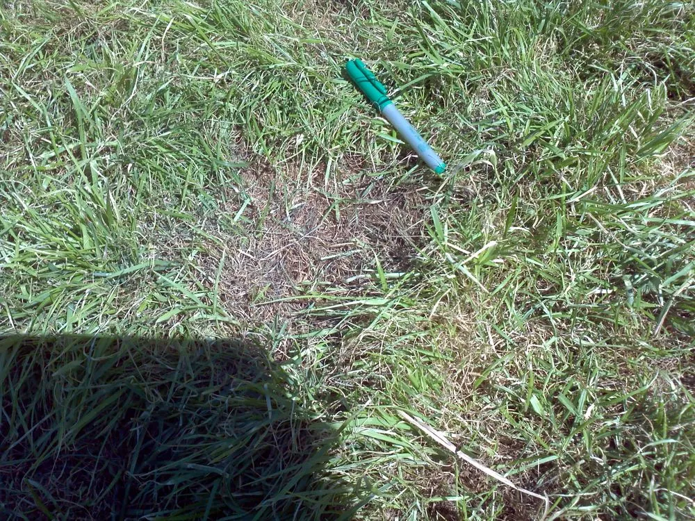 Affordable landscape design in Myersville, MD - NaturaLawn Of America