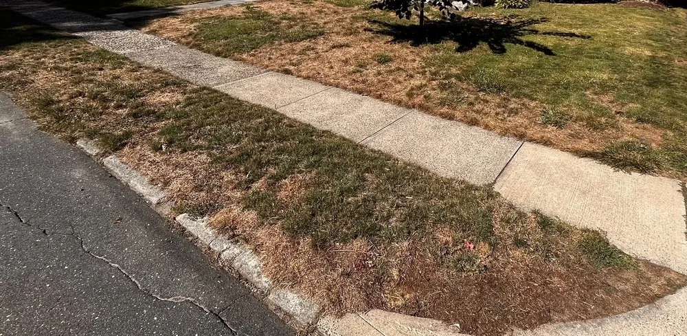 Affordable yard cleanup service with custom design in Newtown, CT by NaturaLawn of America