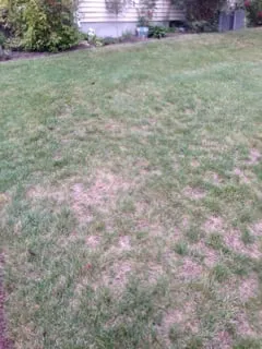 Top-rated landscaping services in North Attleborough, MA - NaturaLawn of America