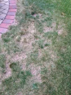 Top-rated yard cleanup service in North Attleborough, MA by NaturaLawn of America