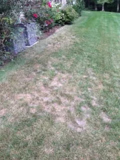 Affordable yard cleanup service experts serving North Attleborough, MA - NaturaLawn of America