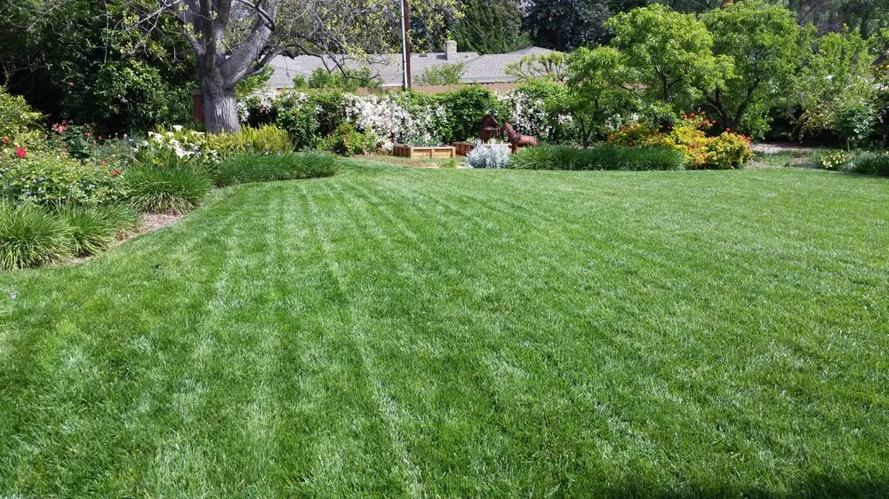 Expert yard maintenance in Rancho Cucamonga, CA - NaturaLawn of America
