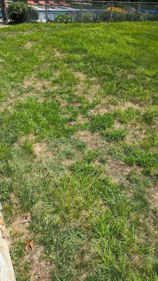 Trusted yard cleanup service for beautiful yards in Rocky Hill, CT by NaturaLawn of America