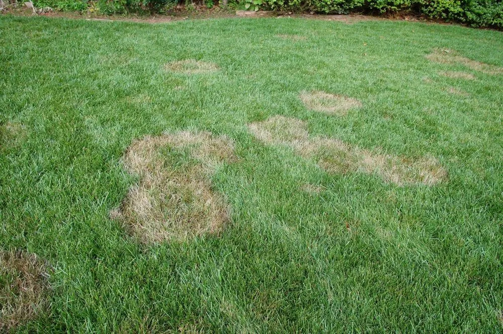 Affordable landscape installation in Wappingers Falls, NY - NaturaLawn of America