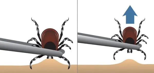 Local lawn mowing service experts serving Wappingers Falls, NY - NaturaLawn of America