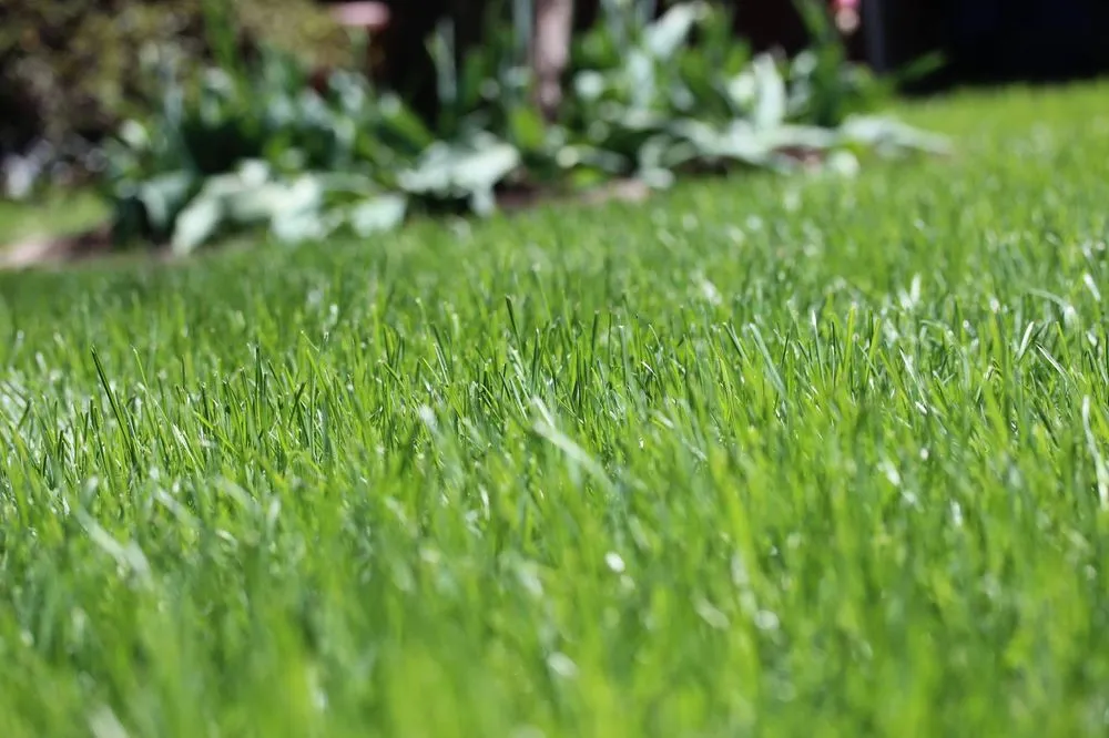 Top-rated residential landscaping for beautiful yards in Wappingers Falls, NY by NaturaLawn of America