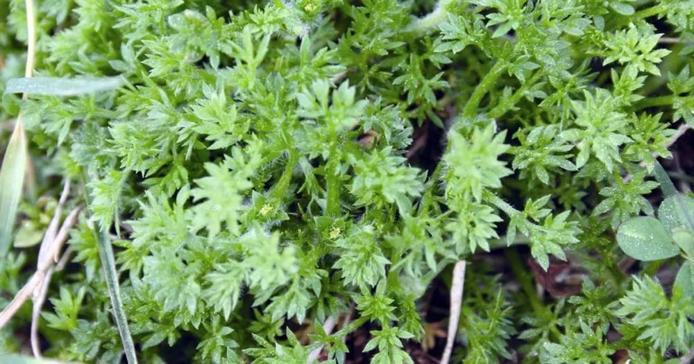 Affordable landscaping services for outdoor upgrades across Wappingers Falls, NY - NaturaLawn of America