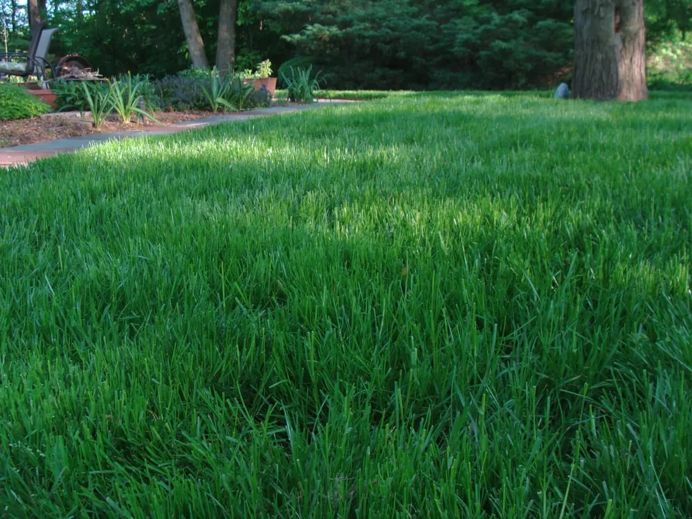 Professional yard maintenance in Wilmington, DE by NaturaLawn of America