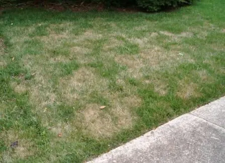 Top-rated yard cleanup service in Wilmington, DE - NaturaLawn of America