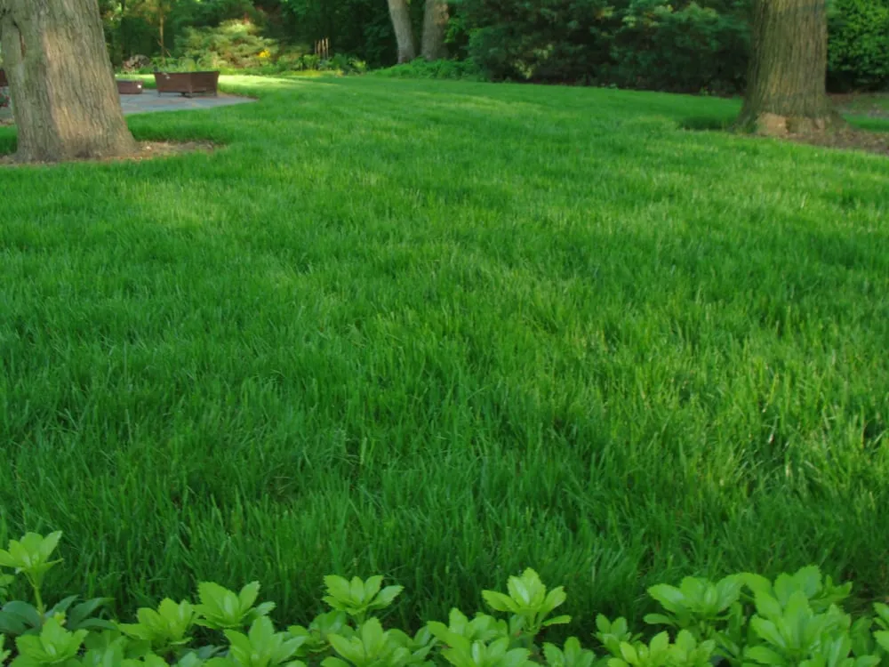 Local residential landscaping in Wilmington, DE - NaturaLawn of America