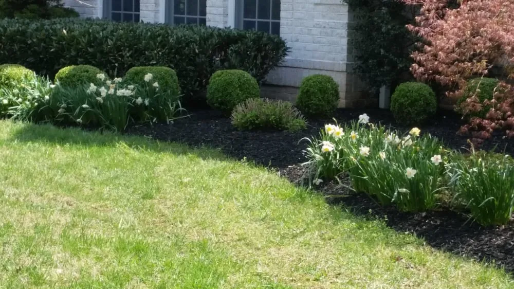 Local yard cleanup service in Great Falls, VA by Naturalia Landscaping, LLC