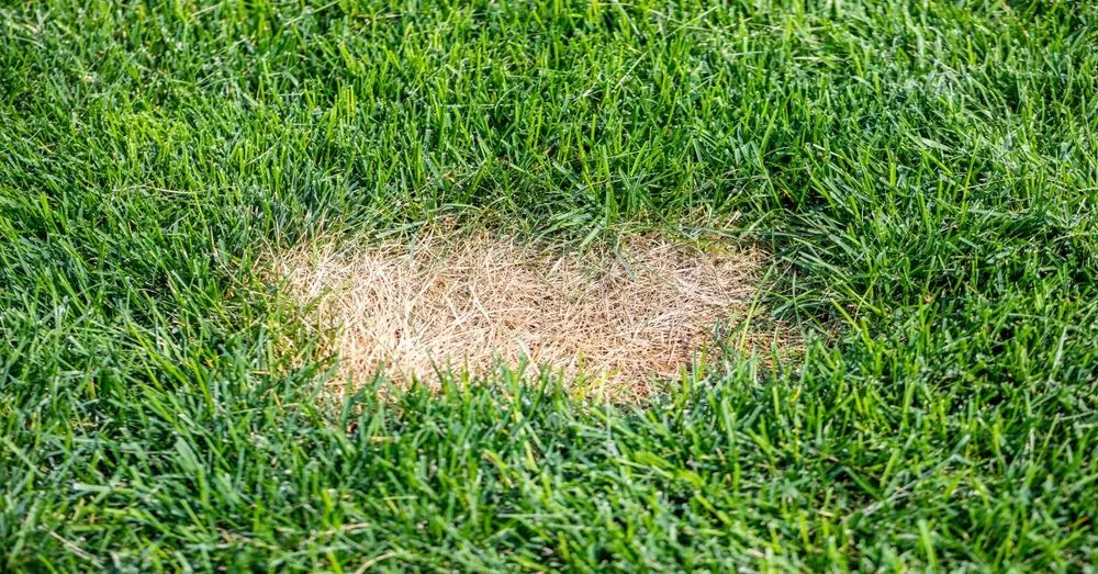 Professional landscaping services near you across Newton, NJ - Naturally Greener Lawns