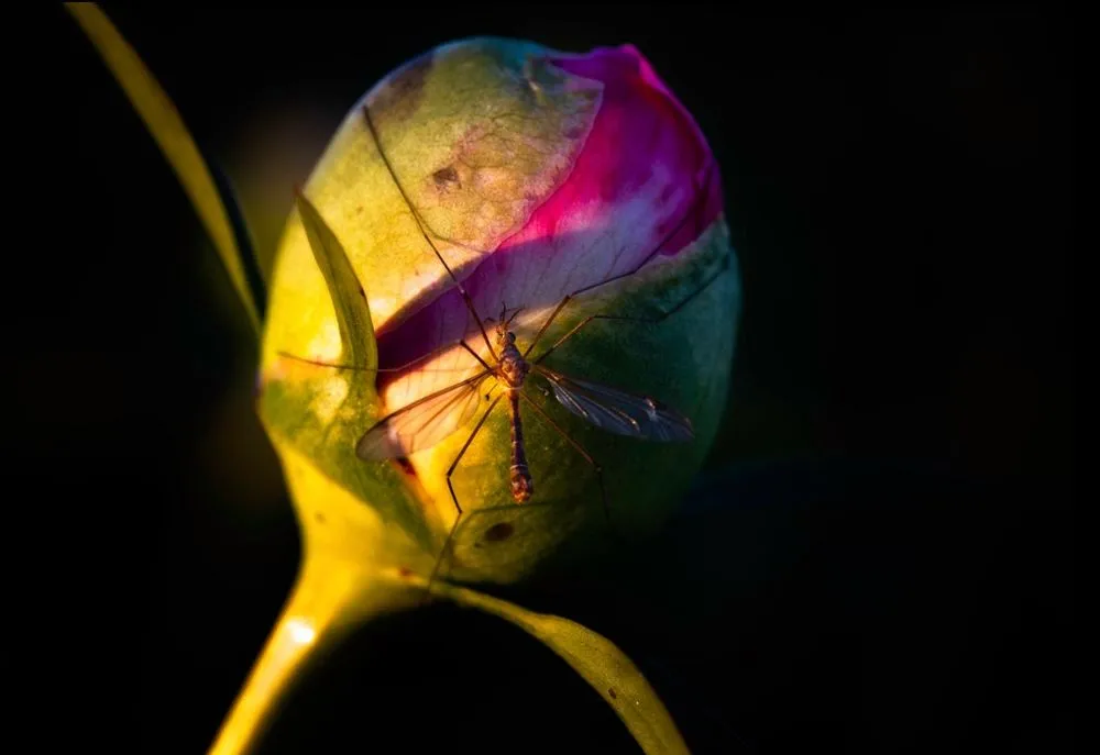 Affordable yard maintenance in Seymour, IN - Naturalscape Services