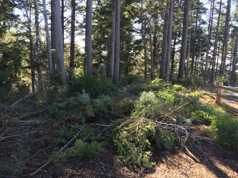 Professional yard cleanup service in Lincoln City, OR - Nature Boy Yard Care & Maintenance