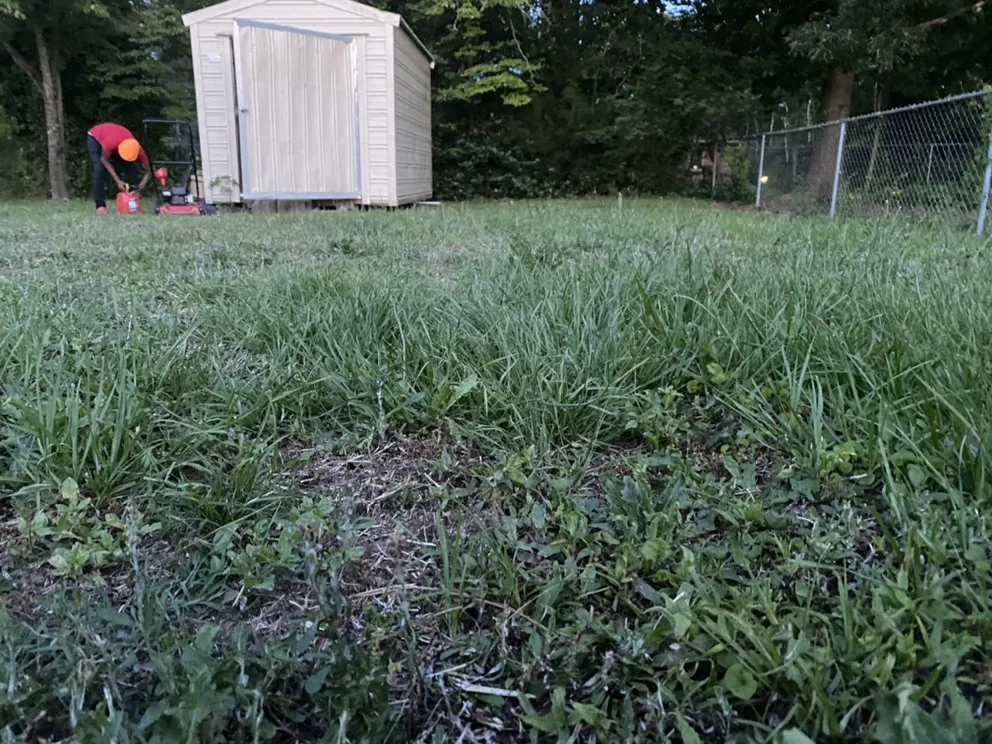 Trusted yard cleanup service for year-round maintenance in Lexington, NC by Nature Boyz