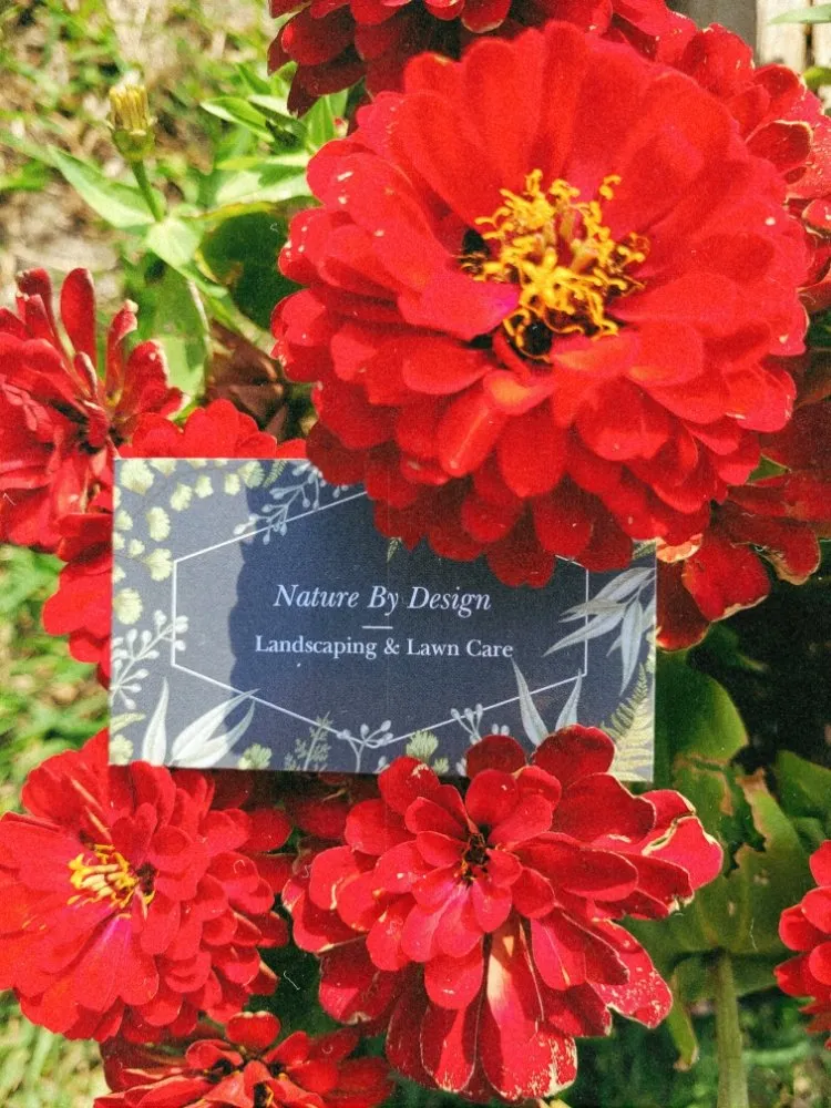 Expert lawn care service in Houston, TX by Nature By Design Landscape