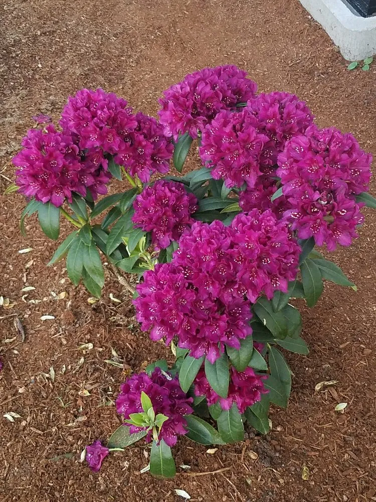 Trusted lawn mowing service for year-round maintenance across Battle Ground, WA - Nature By Design Landscaping,Inc.