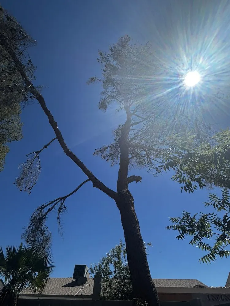 Local landscape design in Las Vegas, NV - Nature by Design