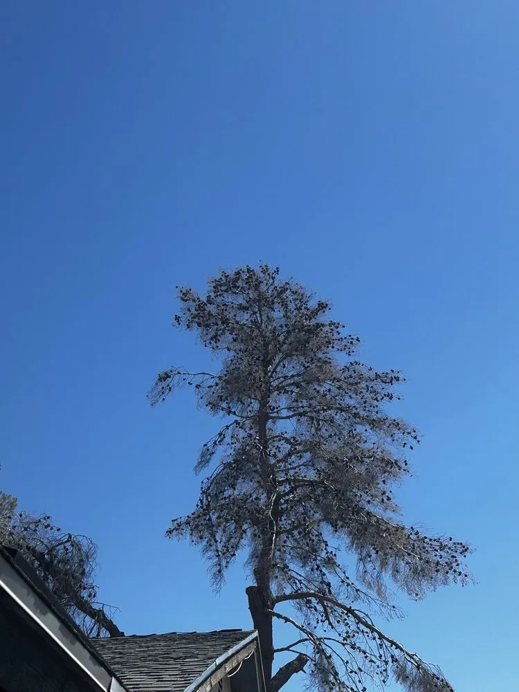 Custom landscape design in Las Vegas, NV - Nature by Design