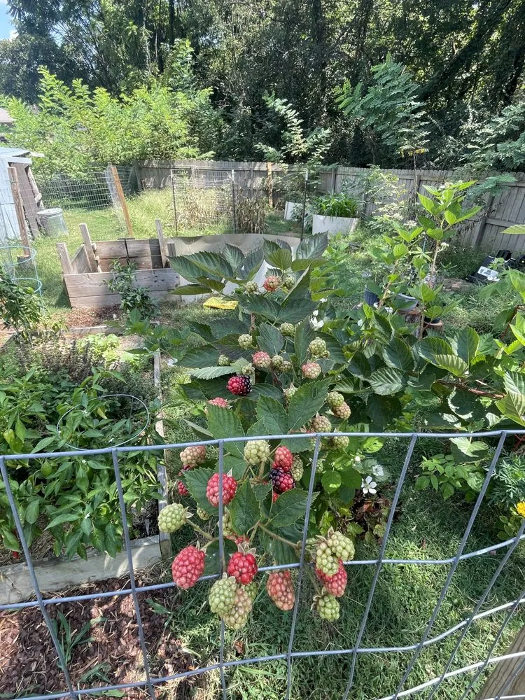 Reliable yard maintenance near you in Knoxville, TN by Nature Craft Home