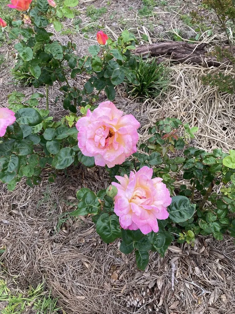 Professional yard maintenance experts serving Knoxville, TN - Nature Craft Home