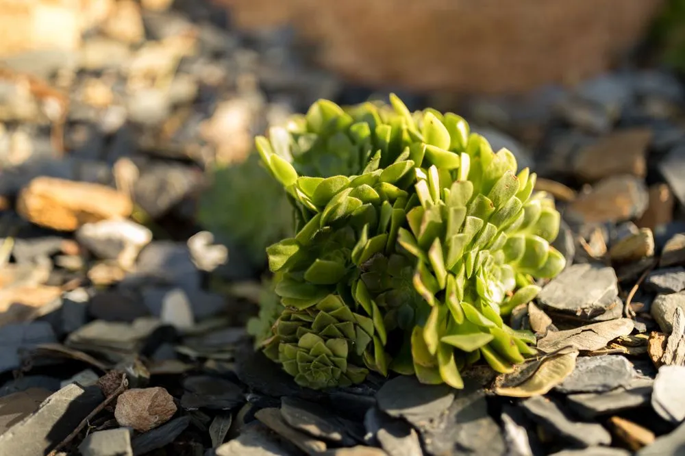 Trusted landscape design near you across Vista, CA - Nature Designs Landscaping