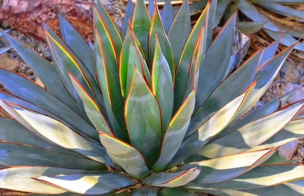 Top-rated garden landscaping in Mountain Home, TX by Nature Echoed