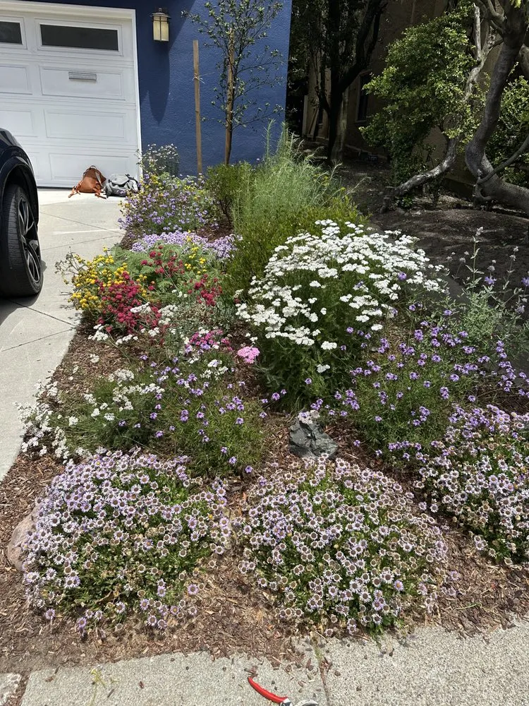 Custom yard cleanup service in San Francisco, CA - Nature in the City Gardening