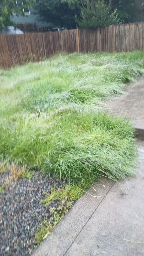 Trusted yard cleanup service in Everett, WA by Nature Landscaping Maintenance